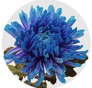 Хризантема одноголовая Антонов Блю лагун (Blue Lagoon)