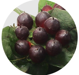 Хиперикум бордовый