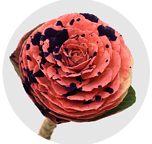 Брассика крашеная Сплэш розово-лиловая (Splash Pink-Purple)