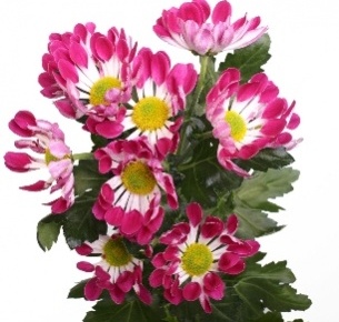Хризантема кустовая Дэнс (Dance)