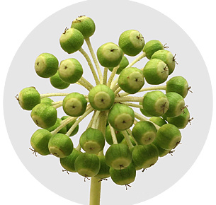 Аралия с ягодами