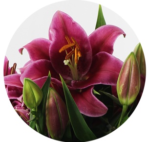 Лилия гибридная темно-лиловая Робина (Robina)