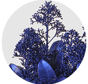 Скиммия крашеная синий металлик (Metal Blue)