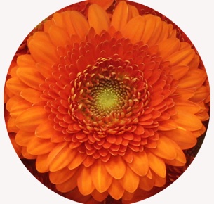 Гербера мини  Байла (Baila)