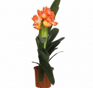 Кливия (Clivia)