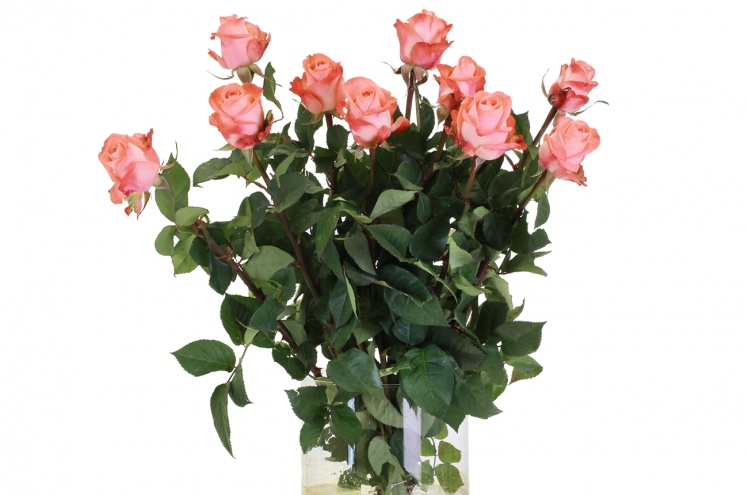 Роза Джардина (Rose Giardina) Роза Джардина (Rose Giardina)