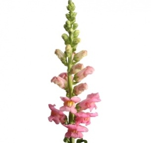 Антирринум розовый