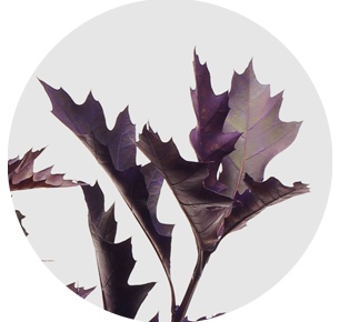 Лист дуба крашеный матовый лиловый