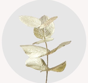 Эвкалипт крашеный платиновый (Platinum)