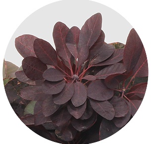 Котинус Роял Пёпл (Cotinus Royal Purple)