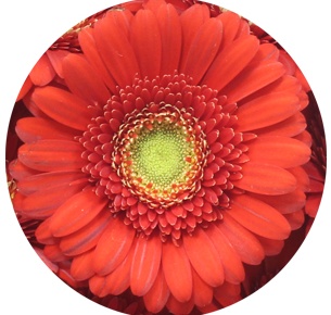 Гербера мини Кетчуп (Ketchup)