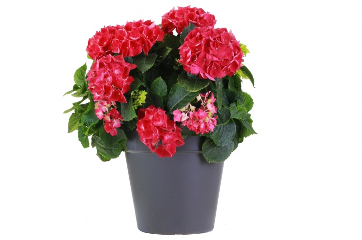 Гортензия (Hydrangea) Гортензия (Hydrangea)