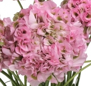 Ранункулус Пон-Пон светло розовый