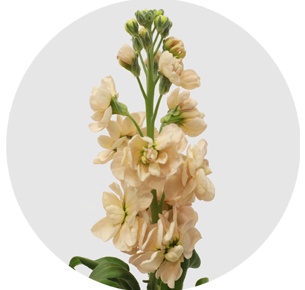 Левкой персиковый