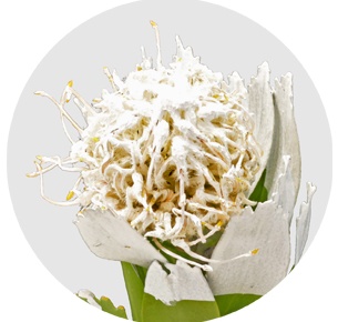 Протея Нутан крашеная белая (Nutan painted white)