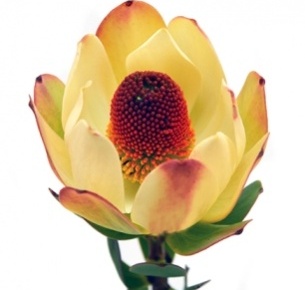 Леукадендрон Сансет Пом Пон