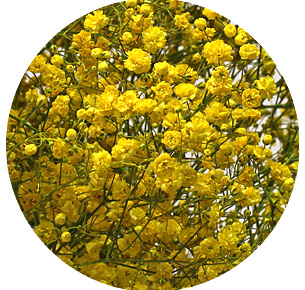 Гипсофила крашеная жёлтая