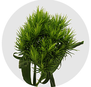 Диантус барбатус Киви Меллоу (Kiwi Mellow)