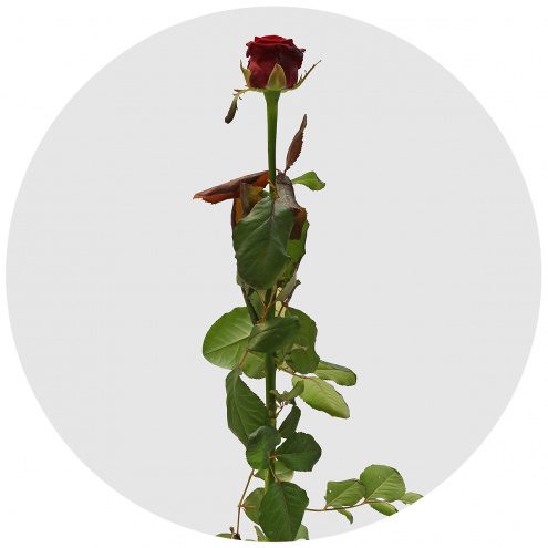 Роза Кон амор (Con Amore) Роза Кон амор (Con Amore)