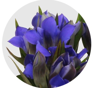 Гентиана синяя