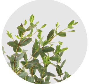 Эвкалипт Парвифолия (Рarvifolia)