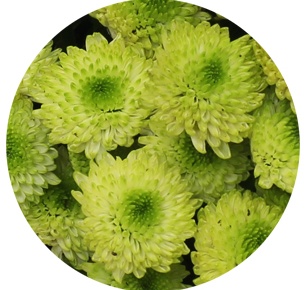 Хризантема кустовая Сантини Ферри (Ferry)