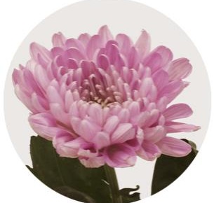 Хризантема одноголовая  Аленка (Aljonka)