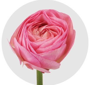 Ранункулус Салмон розовый (Salmon pink)