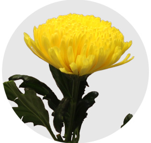 Хризантема одноголовая Пётр (Pjotr)