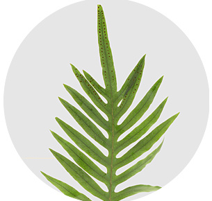 Флебодиум золотистый (Aureum)