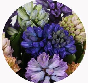 Гиацинт микс