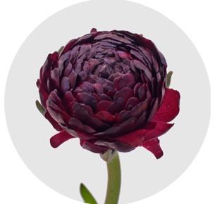 Ранункулус Паулин виолет (Pauline Violet)