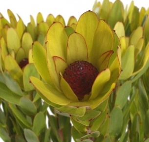 Леукадендрон сансет зеленый