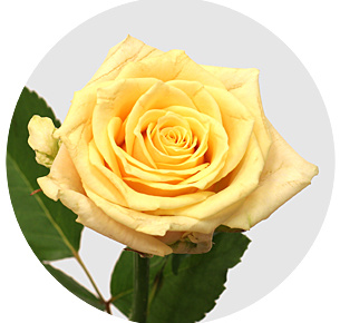 Роза Беллини (Bellini) Роза Беллини (Bellini)