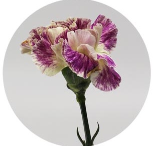 Гвоздика стандарт микс 10