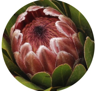 Протея Пинк айс (Pink Ice)