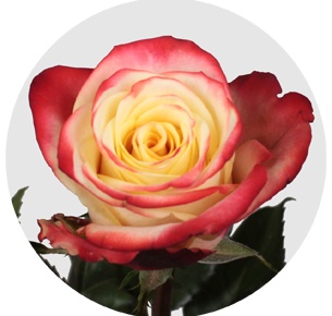 Роза Игл ай (Eagle Eye)