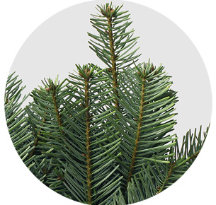 Пихта Нордмана (Abies Nordmanniana)