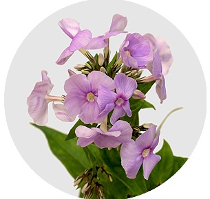 Флокс Баттерфляй (Butterfly)