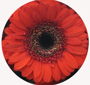 Гербера мини Нирвана (Nirvana)