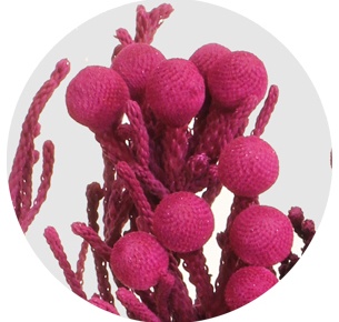 Бруния крашеная Силвер Эрика (Silver Erica)