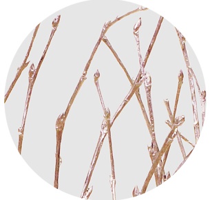 Берёза крашеная шампань (Betula painted champagne)