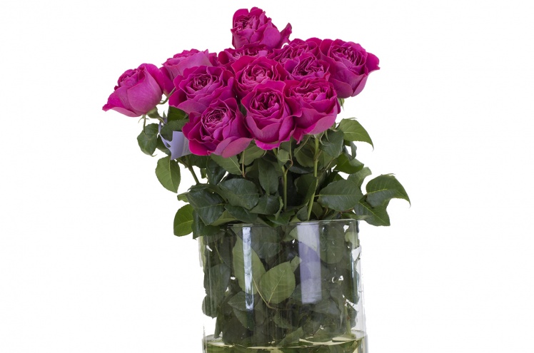 Роза Девид Остин Кэт (Kate) Роза Девид Остин Кэт (Kate)