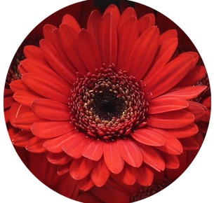 Гербера мини Сури (Suri)