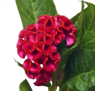 Целозия гребенчатая лиловая