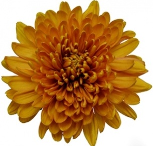 Хризантема одноголовая Кремист Голден (Creamist Golden)