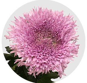 Хризантема одноголовая Этруско розовая (Etrusko Pink)