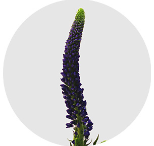 Вероника Смарт Неви (Smart Navy)