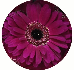 Гербера мини Нэви (Navy)