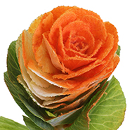 Брассика крашеная оранжевая